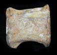 Well Preserved Hadrosaur Caudal Vertebrae - Texas #31723-3